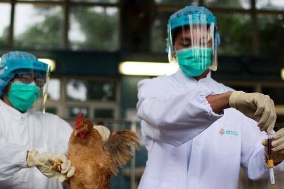 惊!北京确诊一人感染H5N6禽流感 疾控中心：避免接触活禽