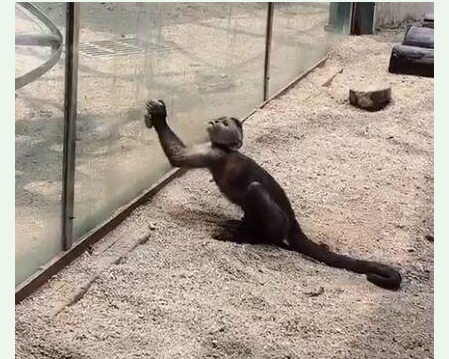 动物园猴子砸玻璃 自己也是瞬间弹开！？ 果然是猴精！比我都聪明！