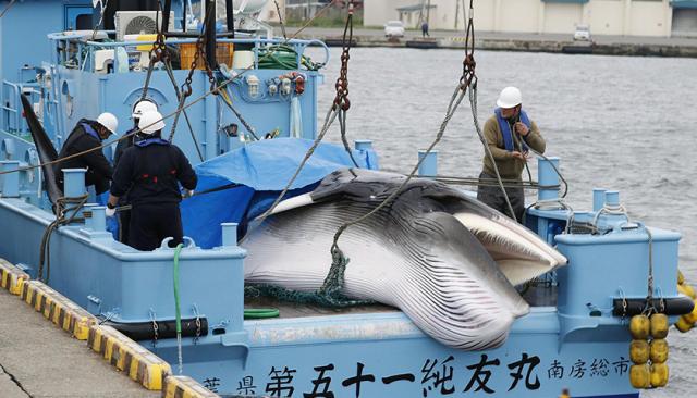 太残忍了!日本商业捕鲸近海船队回港，223头鲸1430吨肉