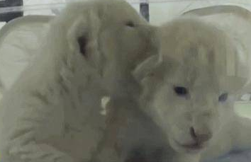 济南双胞胎白狮幼崽睁眼 毛茸茸粉嫩嫩萌化了 十分稀有全球仅百只左右