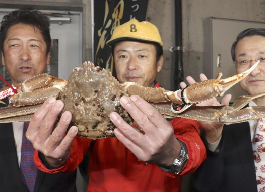 日本一只螃蟹拍出500万日元高价 破吉尼斯世界纪录