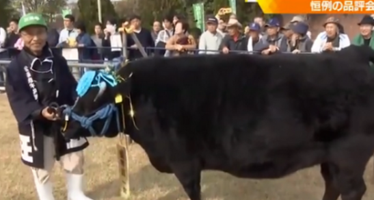 1头牛168万人民币！日本拍出天价松阪牛，网友：身价比我高